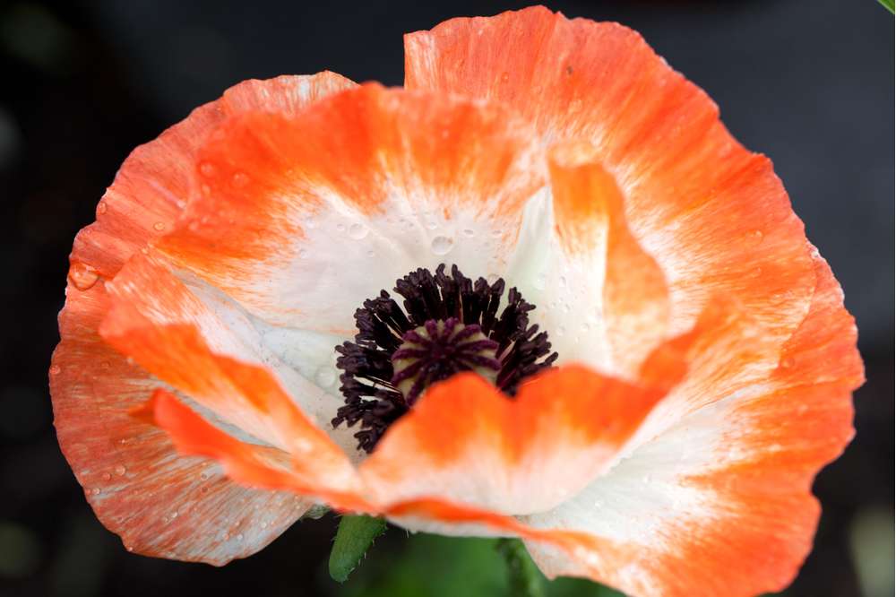 Orientalsk Valmue 'Picotee'